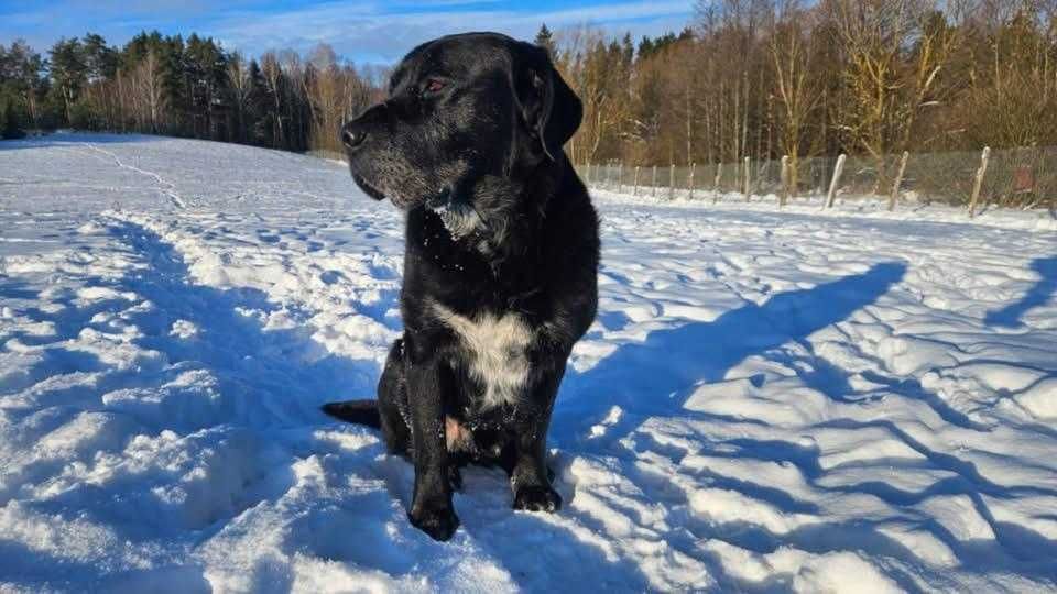 Czarny pies szuka fajnego domu