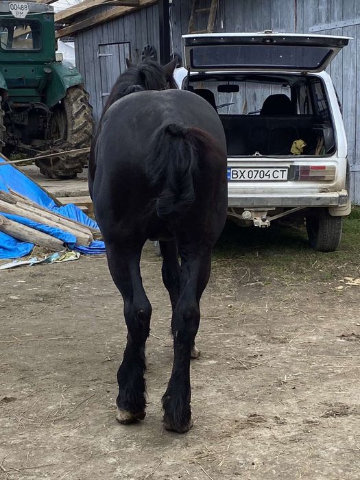 Продам Оґіра