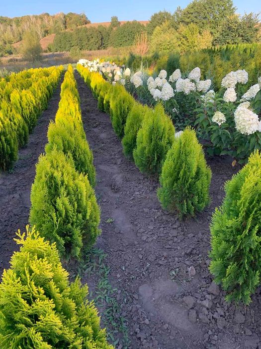 Туя східна ауреа нана