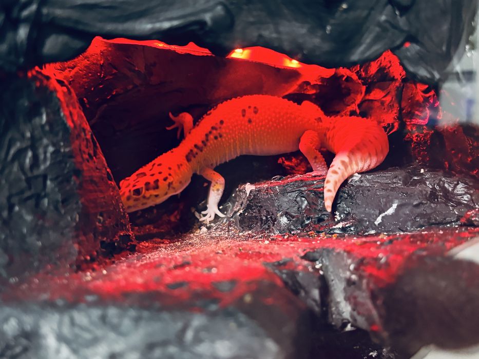 Gekon lamparci – Tangerine red eyes