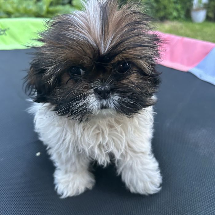 Suczka dziewczynka Shih Tzu