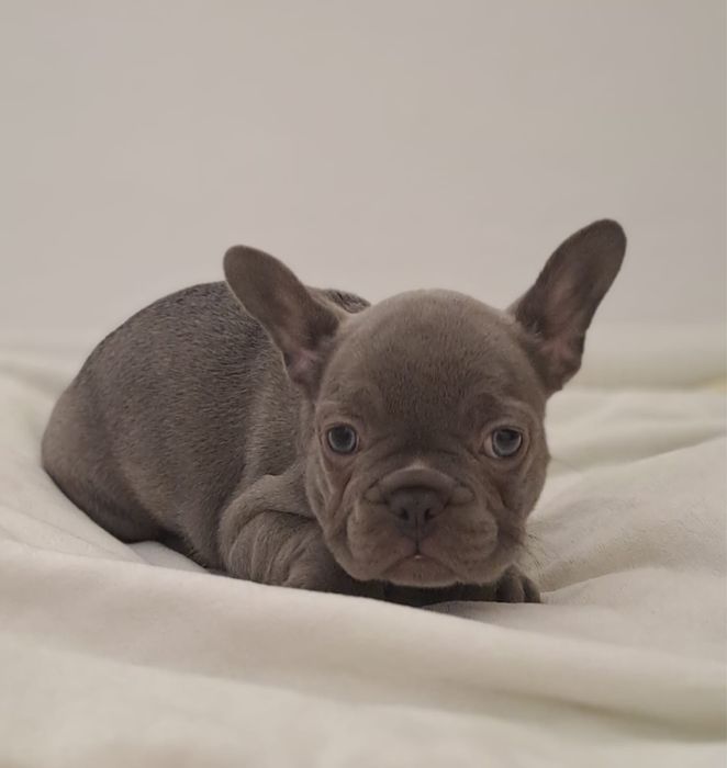 Menina BulldogFrances