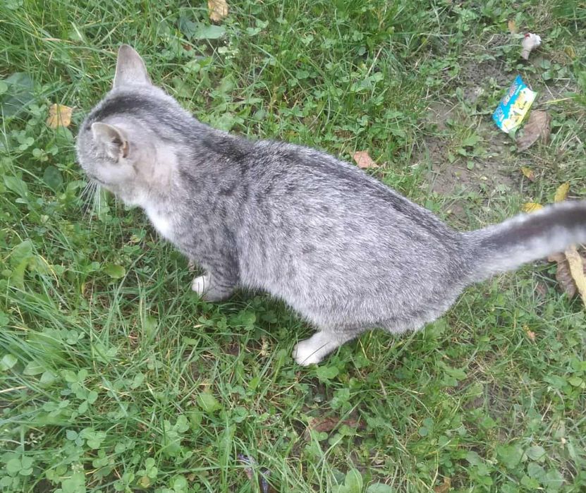 Киця шукає дім, терміново