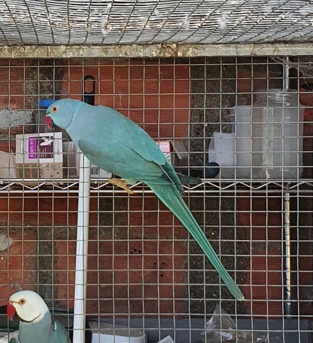 Vários Ring necks adultos e novos