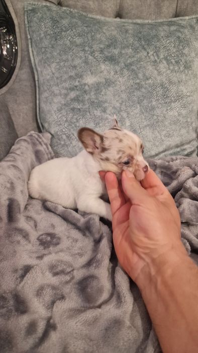 Chihuahua top top