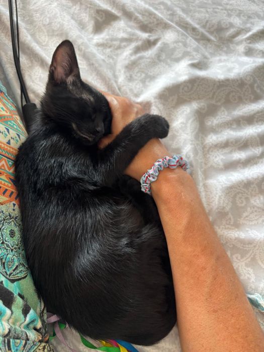 Adoção Conjunta: 2 irmãos inseparáveis Tom e Nina