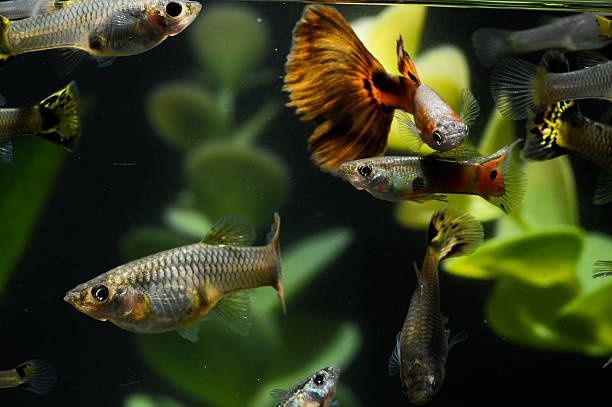 Gupik rybka akwariowa