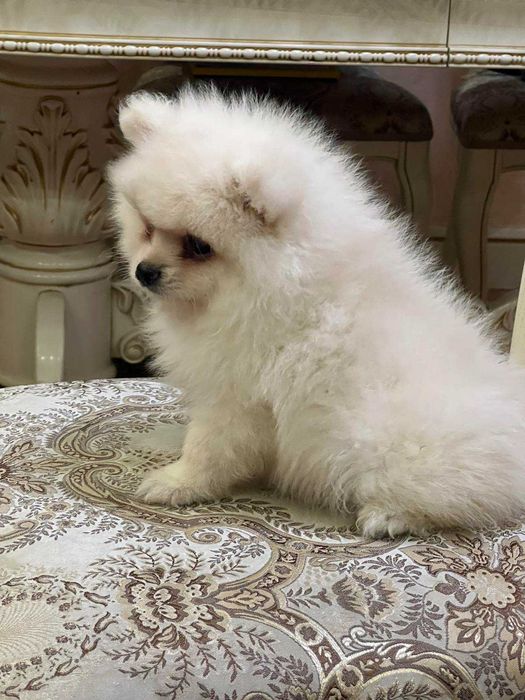 Померанский шпіц