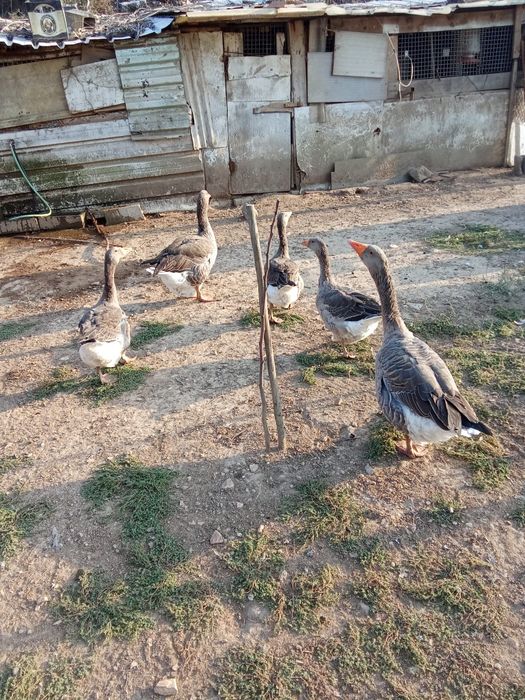 3 Gansos Caseiros/Campestres Saudáveis – Vale de Cambra