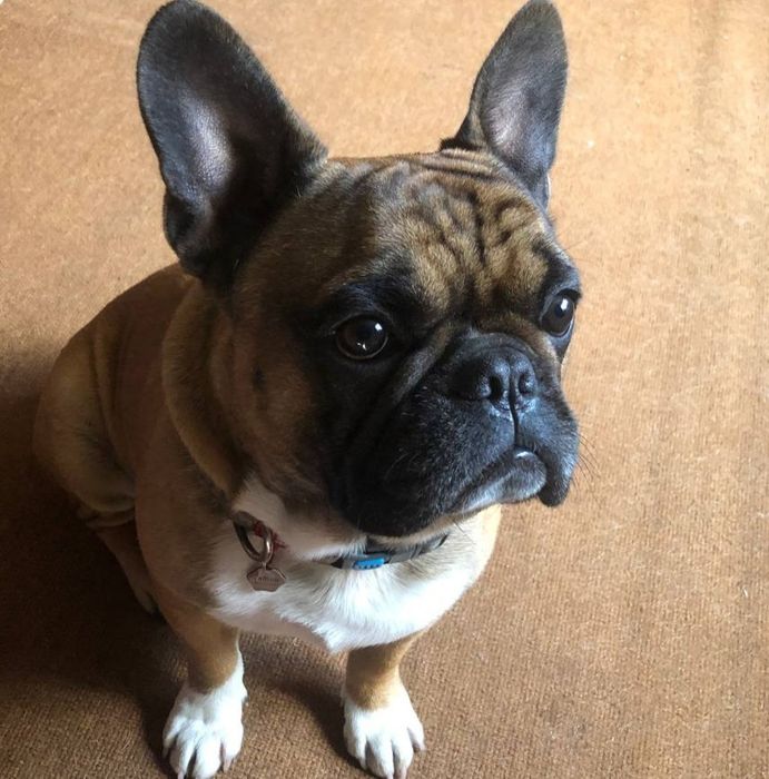 Французький  бульдог