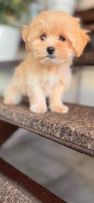 Mini Maltipoo po czerwonym tea cup .