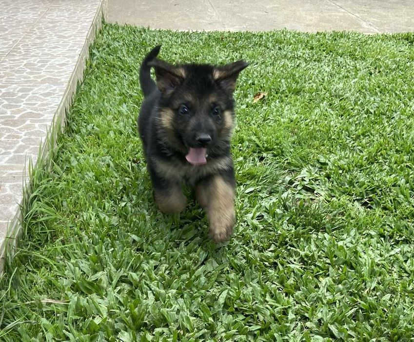Pastor Alemão com LOP