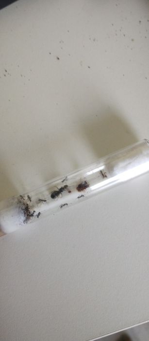 Mrówki Formica cinerea