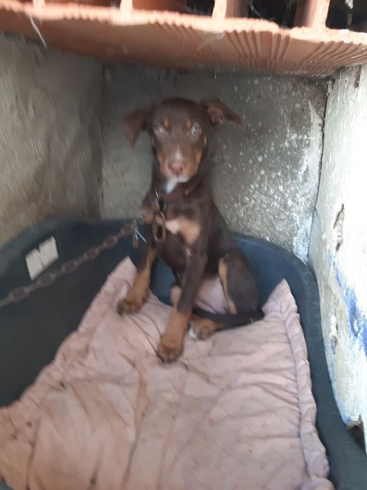 Cadela bordel coler