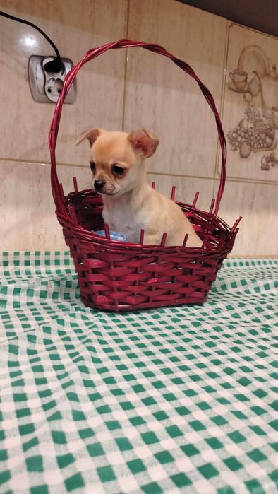Śliczne -szczenię Chihuahua-zdjecia z bliska-nowa cena!