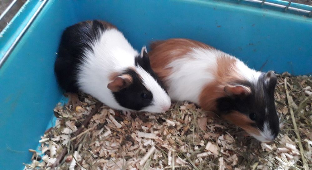 Моська свинка(мурчак)