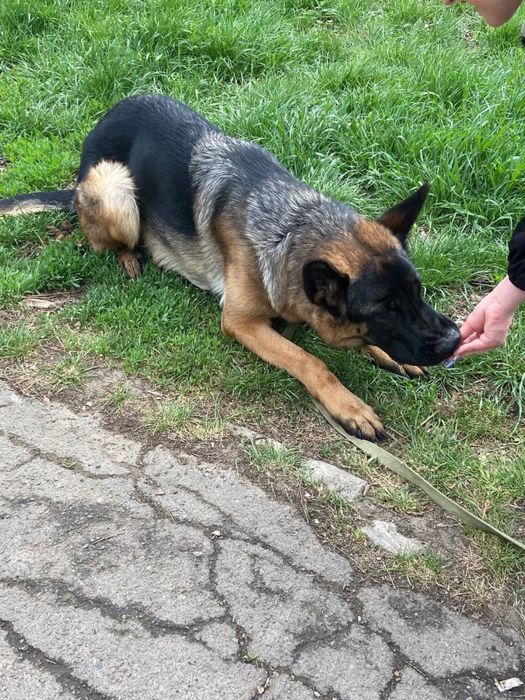 Услуги кінолога, приймаю всіх порід собак