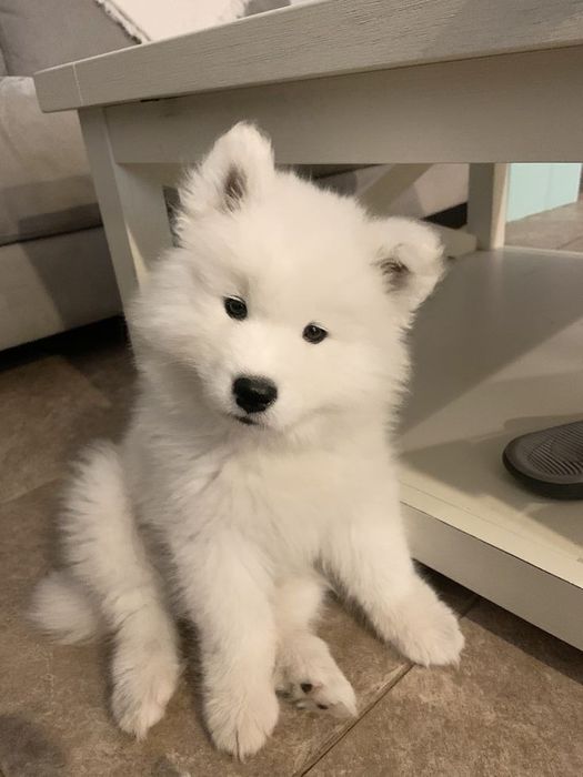 Щенки самоед лайка