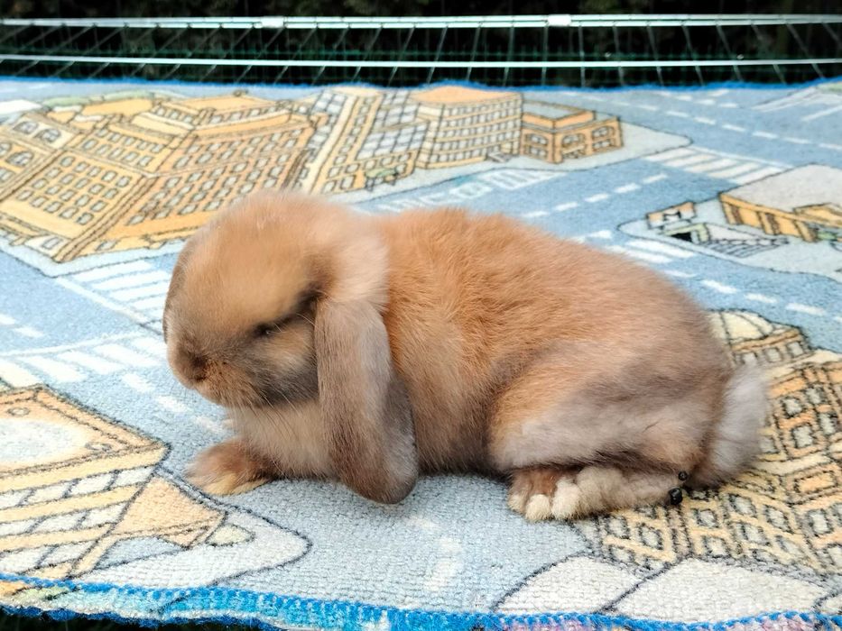 Króliki baranki mini