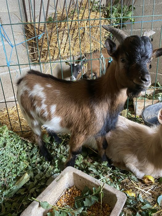 Vendo cabrito anao com 6 meses