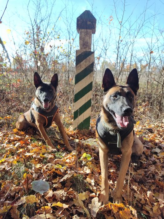 Вязка кобель малинуа