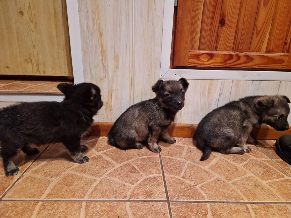 Oddam pieski za darmo