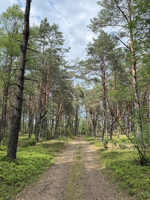 Las sosnowo-brzozowy las mieszany ok. 0,50 ha m. Dobrzanów gm. Skórzec blisko rzeka Kostrzyń Dolina Kostrzynia Natura 2000