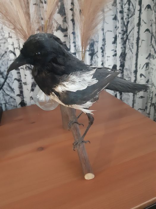 Wypchana / Spreparowana Sroka