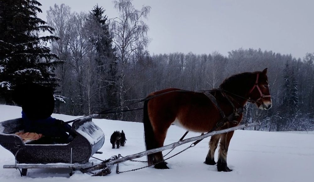 sprzedam klacz pkz lat 13