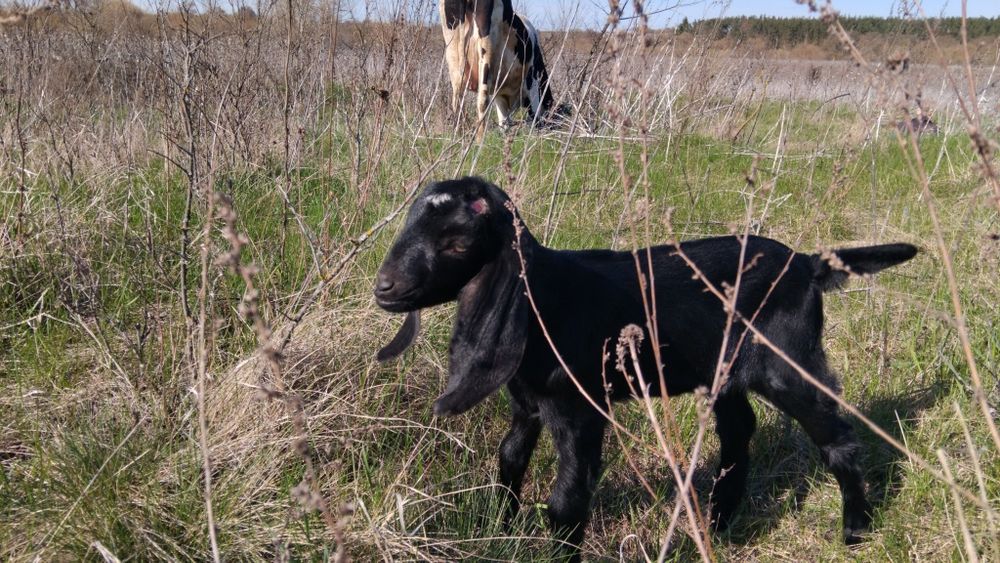 Продам козочку Англо Нубійська