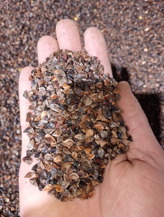 Gryka kora tatarka owies łubin soja groch