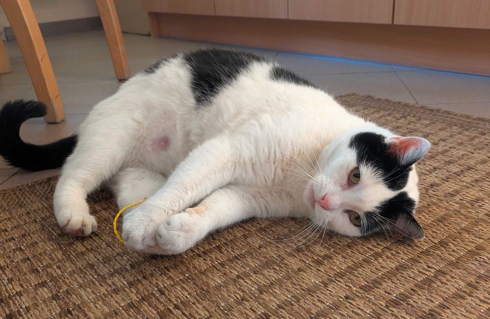 Przemiła Kaja szuka domu