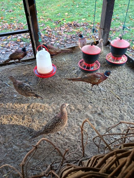 Sprzedam bażanty łowne polne