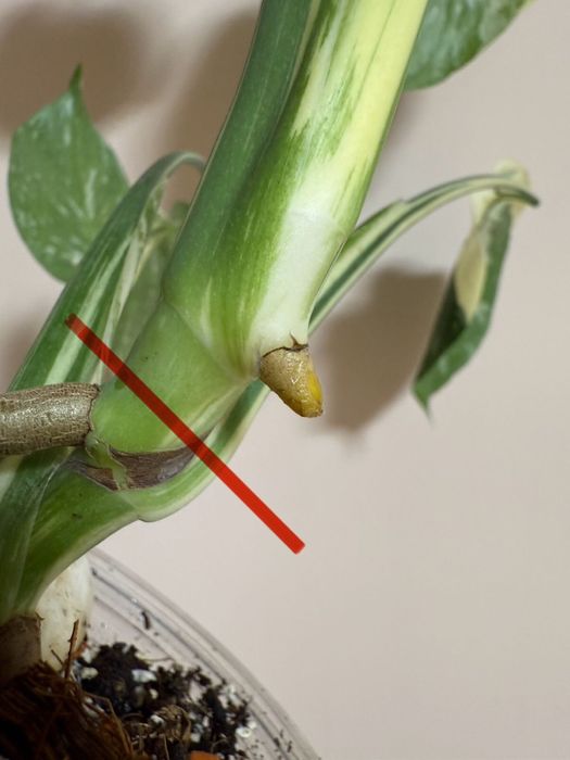 Монстера Альба , Тайское созвездие , срез