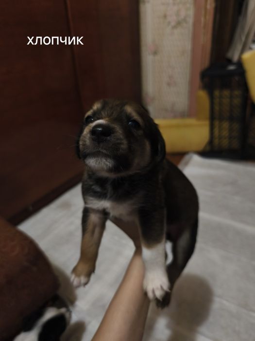 Цуценята в добрі руки