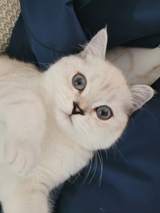 Kocica, kot szkocki, kotka, scottish straight