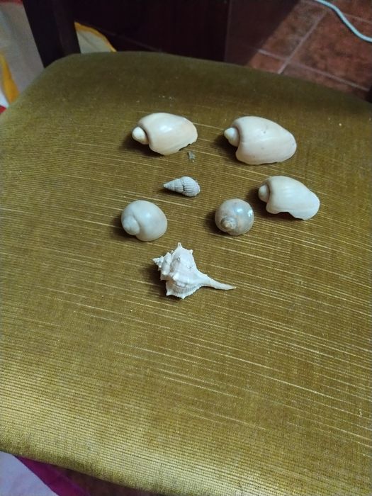 Conchas.          .