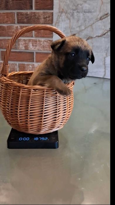 Owczarek Belgijski Malinois