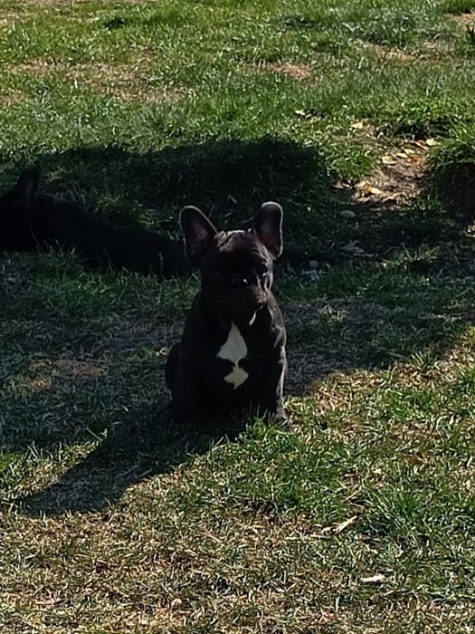 Buldog francuski - pies