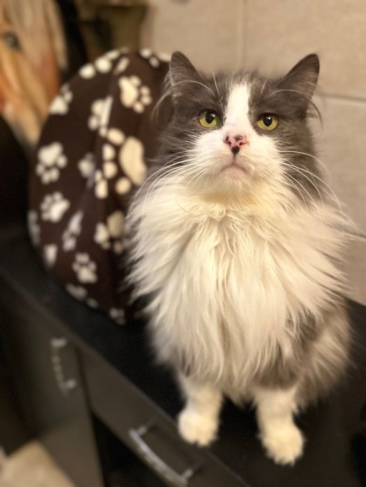 Голубка. Молода стерилізована киця