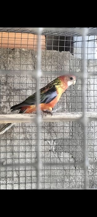 Ring Necks e pyhurras