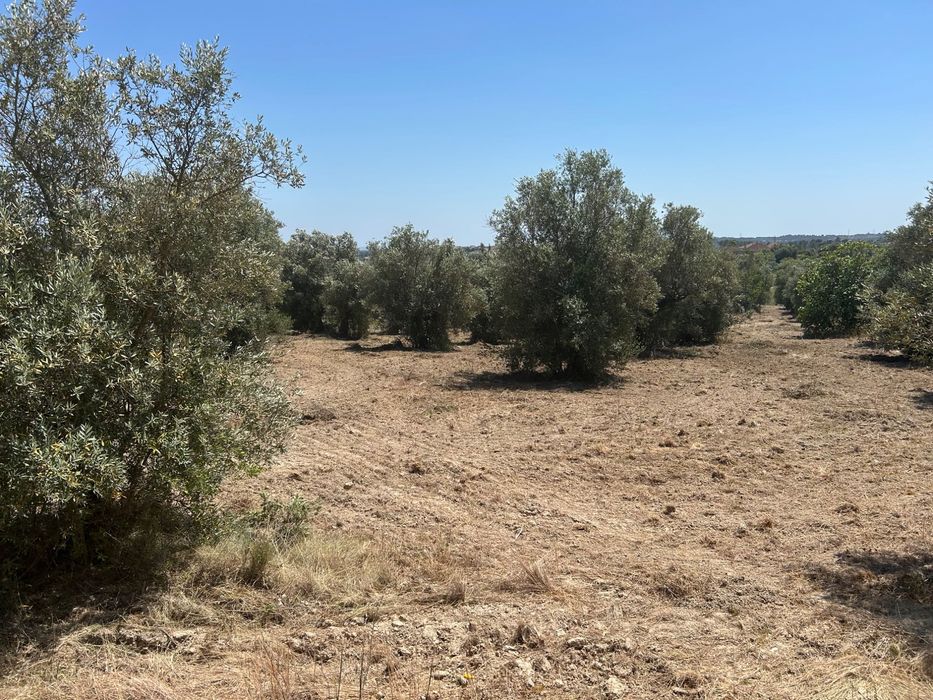 Terreno agrícola 10 mil metros - Pousos de Torres Novas