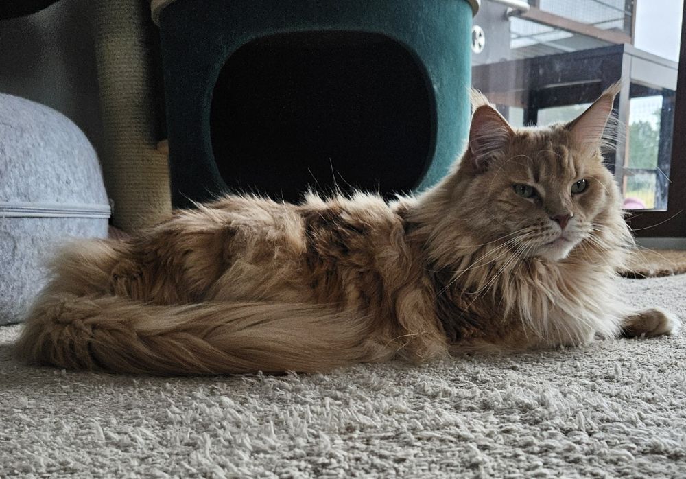 Kotka Maine Coon