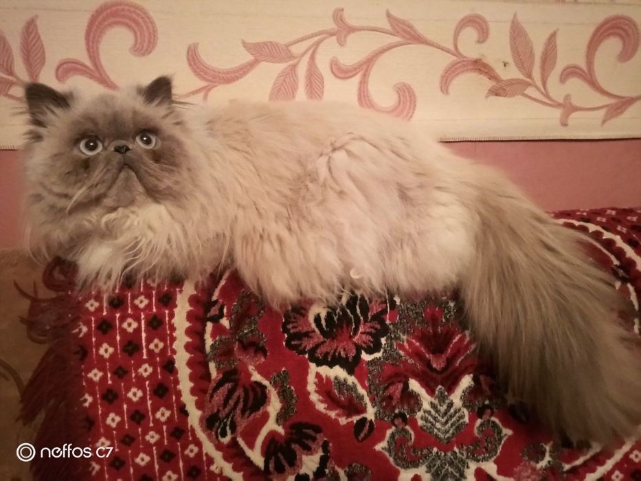 Молодий кіт чекає наречених