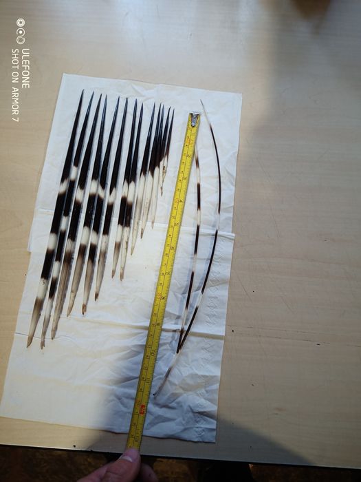 Продам голки дикобраза