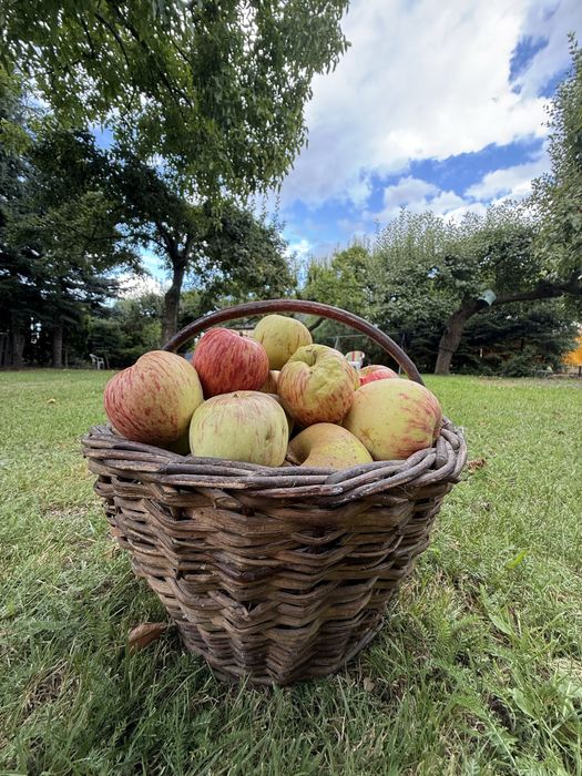 Ekologiczny ocet jabłkowy