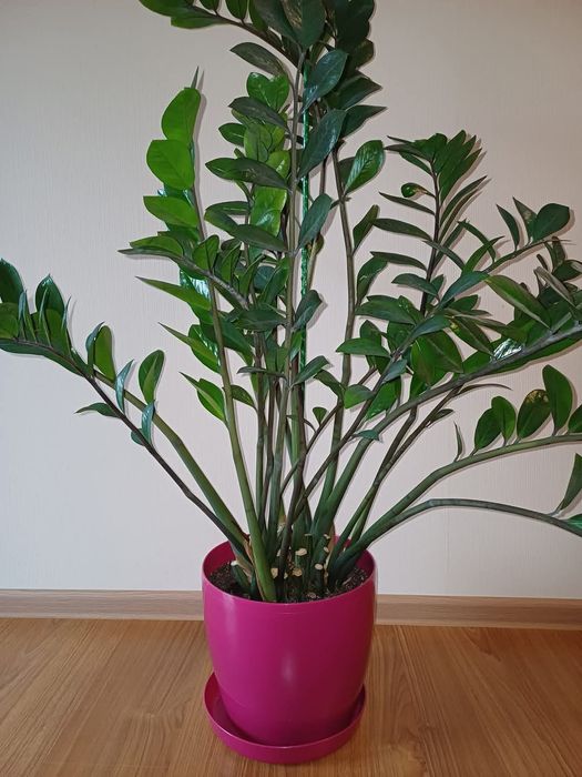 Вазони: заміокулькас замієлистий, еухарис амазонський, цитрусовий.