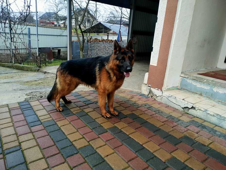 Молодий кобель на в'язку