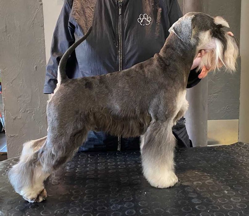 Sznaucer miniaturka czarna sunia