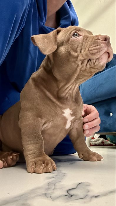 American bully pocket/standard ABKC Mocny rodowód